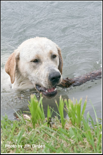 labs-swimming_ccmf2010_dvd2_4132