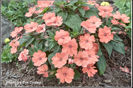 flowers_ccmf2010_dvd2_0029