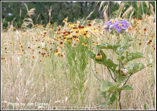 flowers_ccmf2010_dvd2_0039