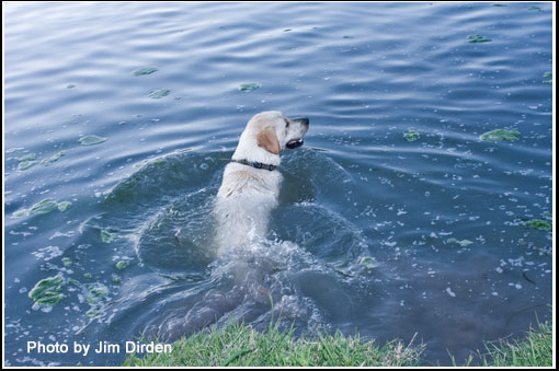 dog_ccmf2011_dvd1_0033