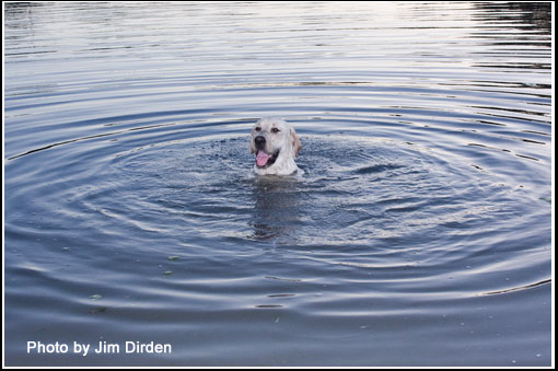 dog_ccmf2011_dvd1_0044