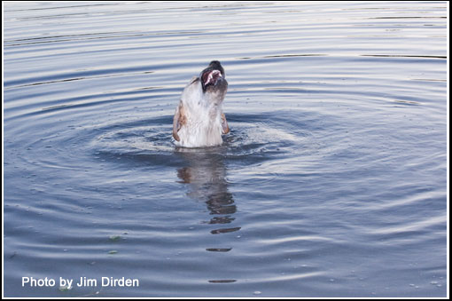 dog_ccmf2011_dvd1_0045