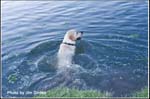 dog_ccmf2011_dvd1_0033