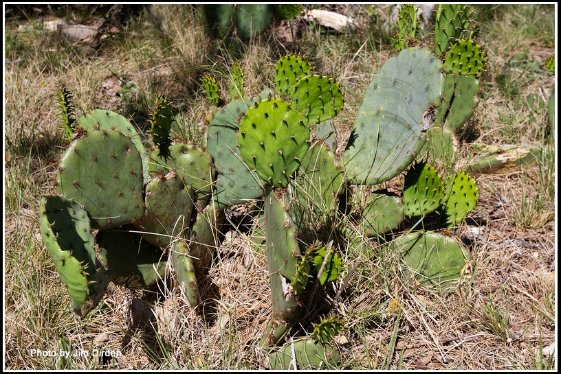 cactus_ccmf2014_4848