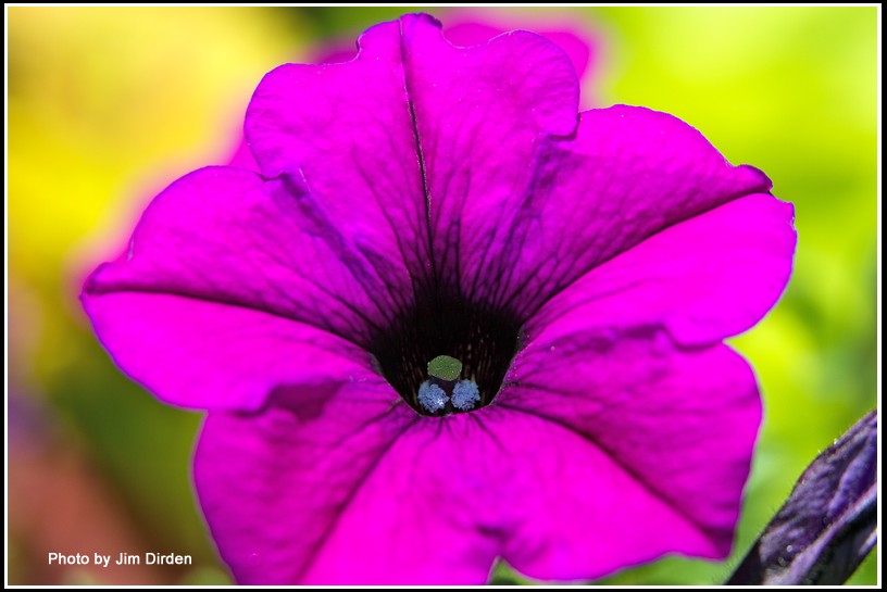 flowers_ccmf2014_4917