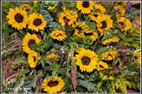 flowers_ccmf2014_4727