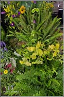 flowers_ccmf2014_4728