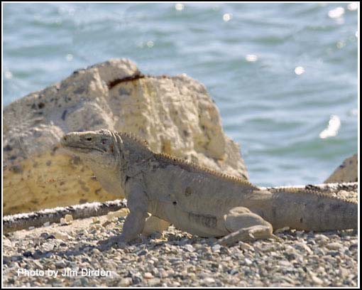 iguana_gtmo_cd4_0001