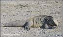 iguana_gtmo_cd4_0002