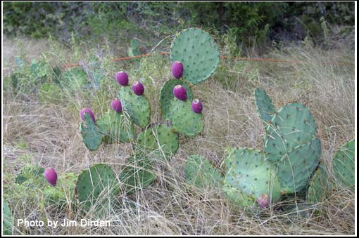 nature-walk_hmf03_cd1_0528