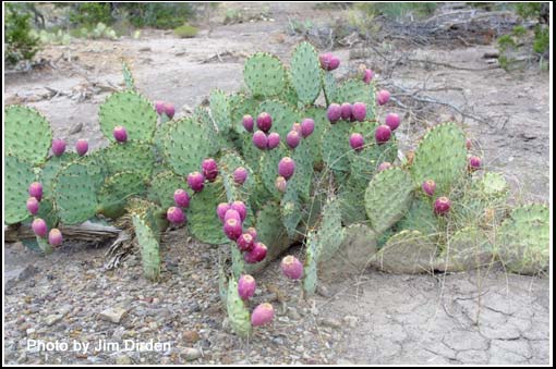 nature-walk_hmf03_cd1_0529