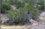 nature-walk_hmf03_cd1_0535