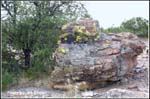 nature-walk_hmf03_cd1_0540