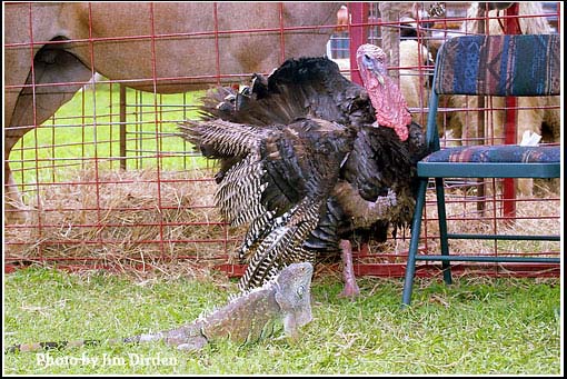 petting-zoo_wgff02_cd4_0043