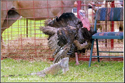 petting-zoo_wgff02_cd4_0043